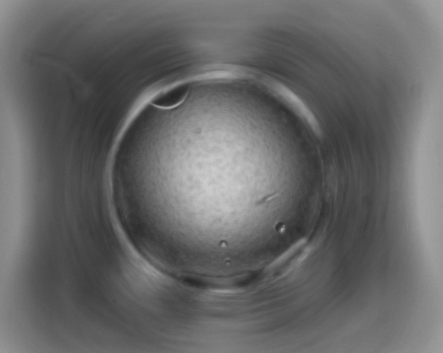X0000113861483200910011011