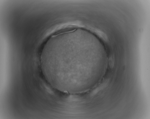 X0000113861496200910011010