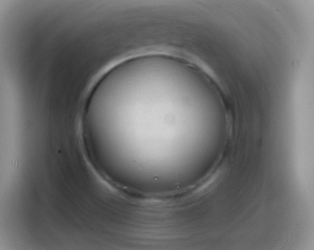 X0000113861500200910011010