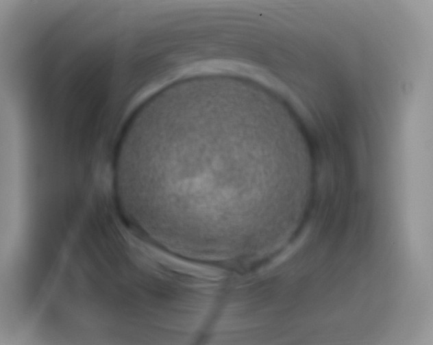 X0000113861505200910011010