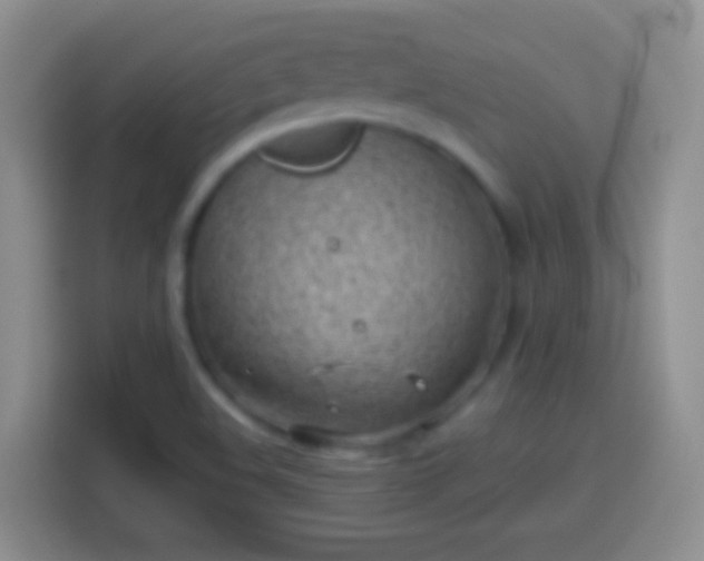 X0000113861508200910011010