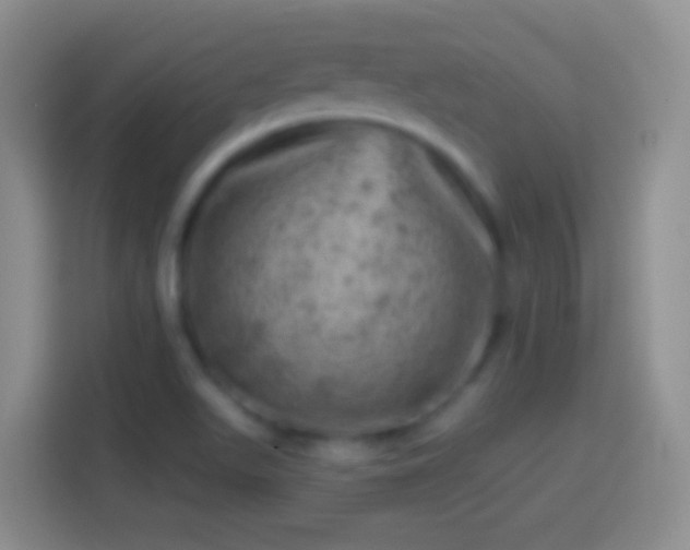 X0000113861511200910011010
