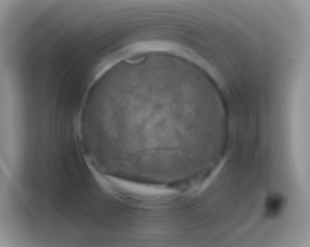 X0000113861521200910011011