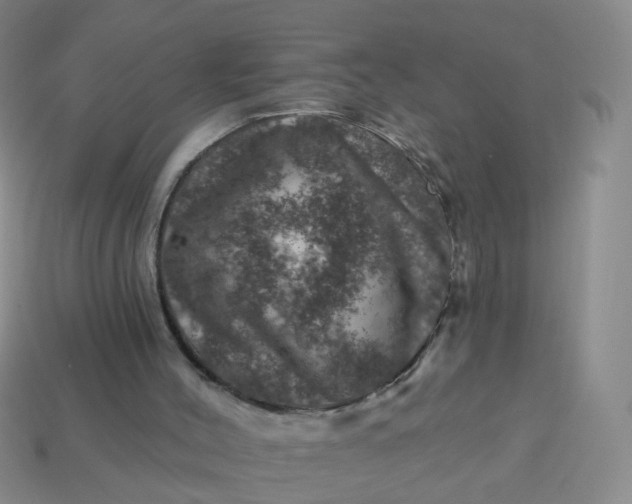 X0000113860004200910081715
