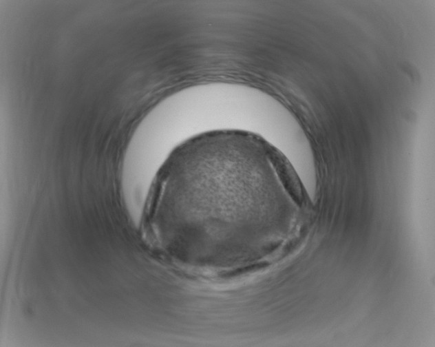 X0000113860033200910081715