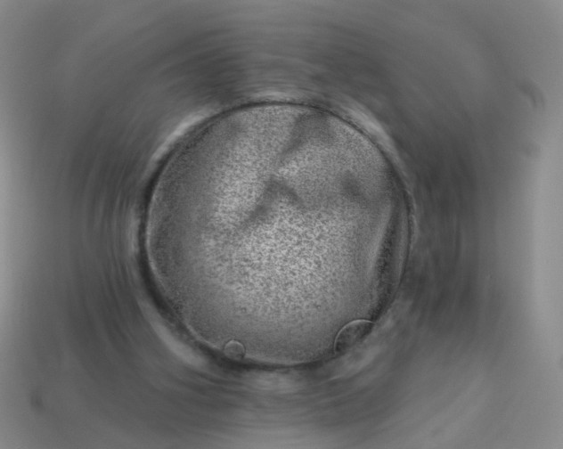 X0000113860106200910081714
