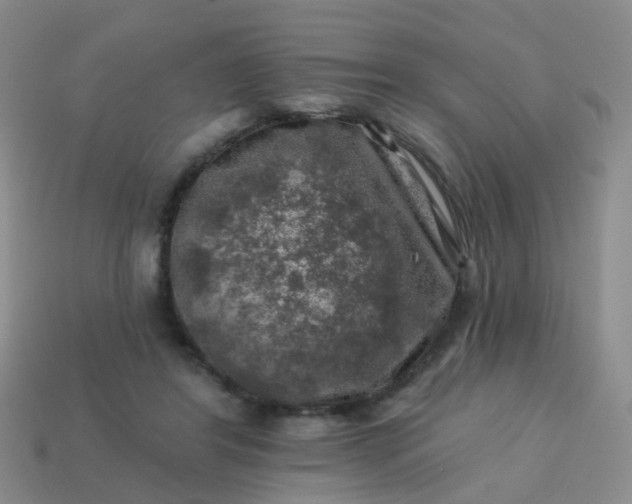 X0000113860404200910081710