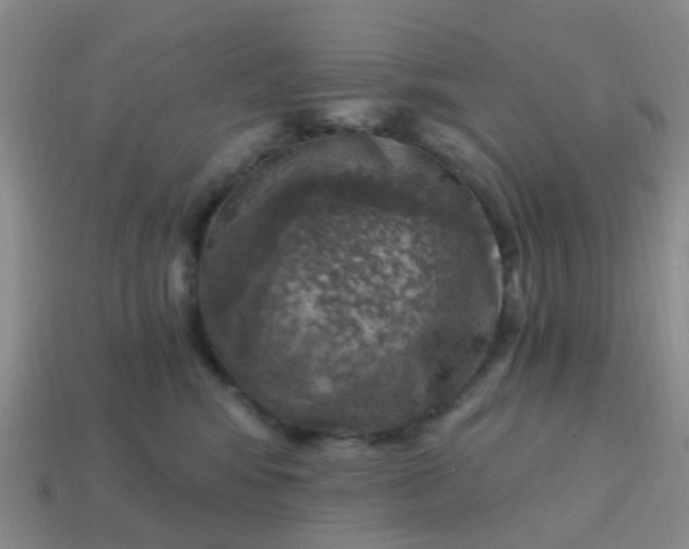 X0000113860424200910081710