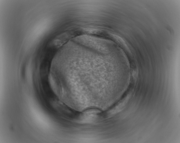 X0000113860429200910081710