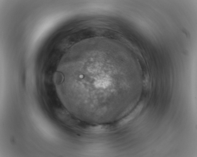 X0000113860430200910081710