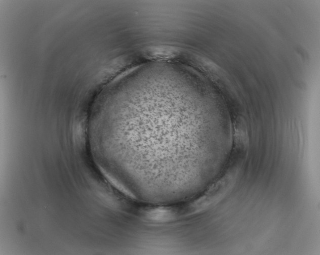 X0000113860460200910081709