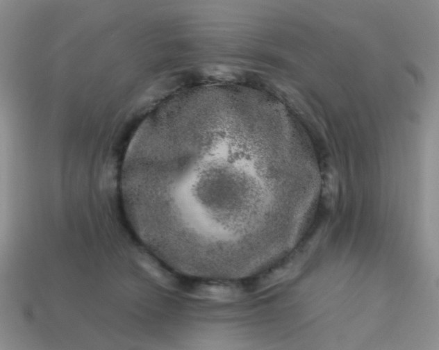 X0000113860466200910081710