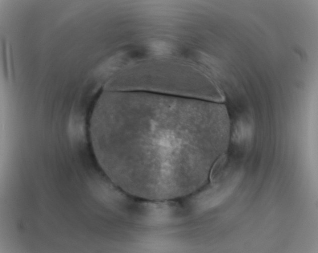 X0000113860524200910081709