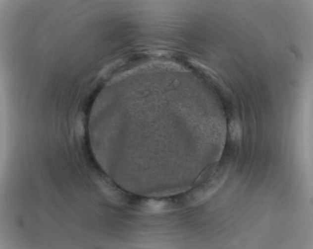 X0000113860570200910081708