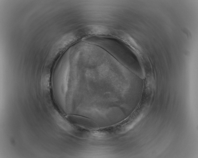X0000113860585200910081708