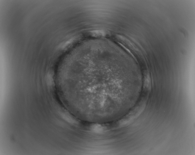 X0000113860616200910081707