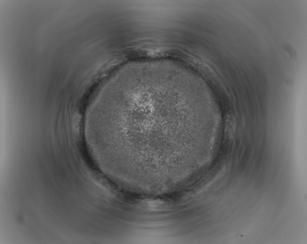 X0000113860650200910081707