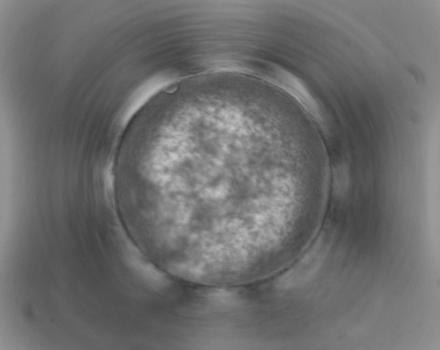 X0000113860814200910081705