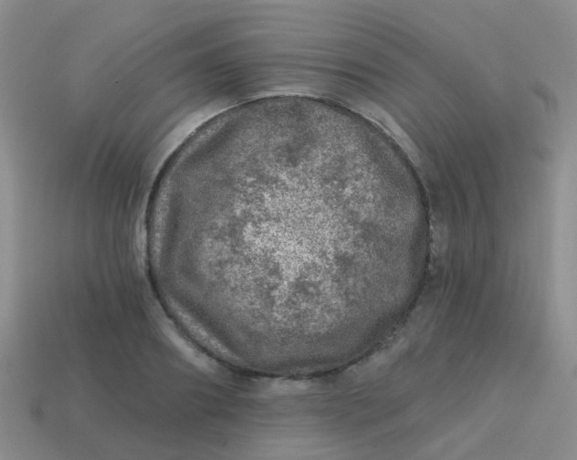 X0000113860890200910081704