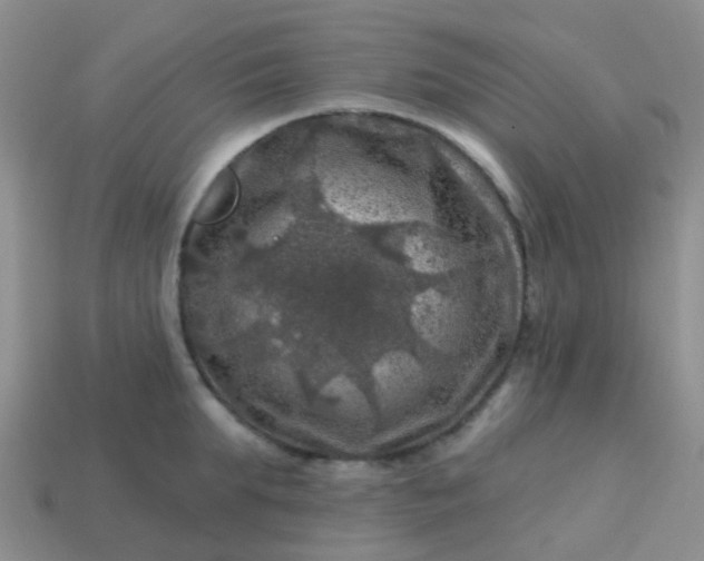X0000113860903200910081703