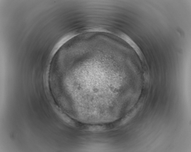 X0000113861002200910081702