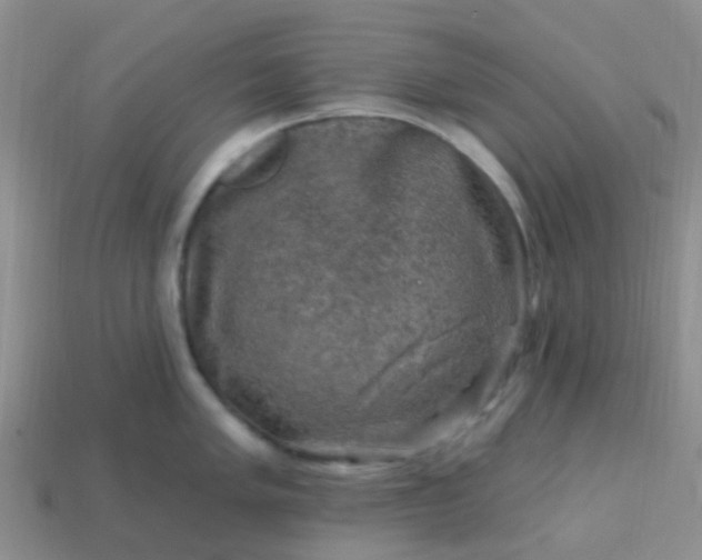 X0000113861005200910081702