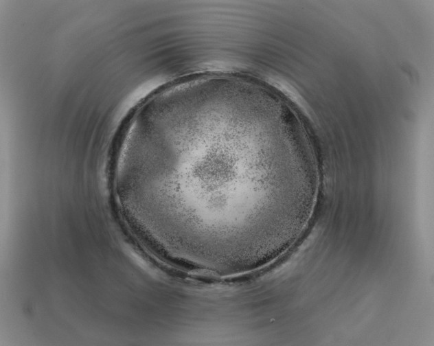 X0000113861026200910081701