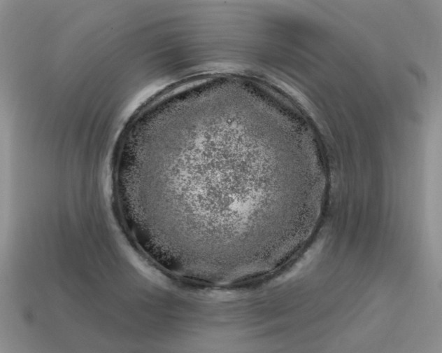 X0000113861034200910081702