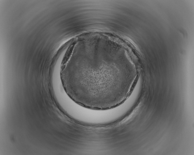 X0000113861065200910081701