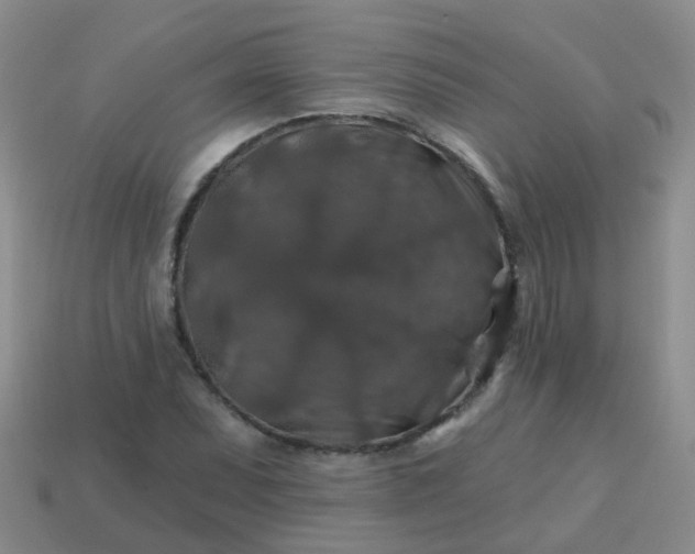 X0000113861071200910081701