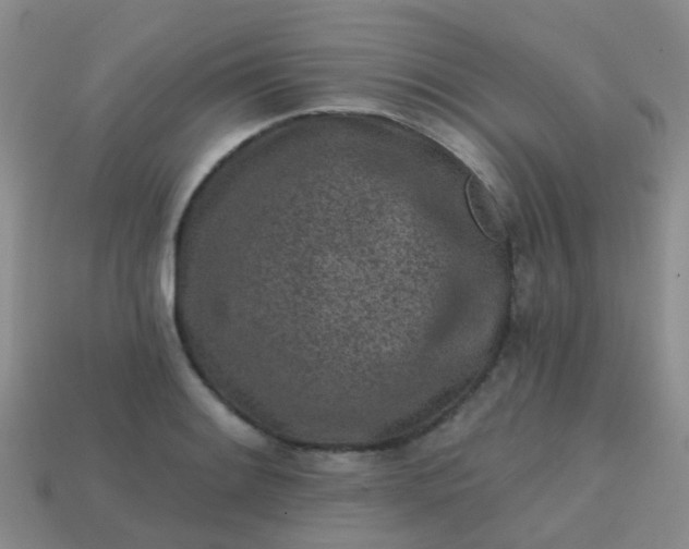X0000113861084200910081701