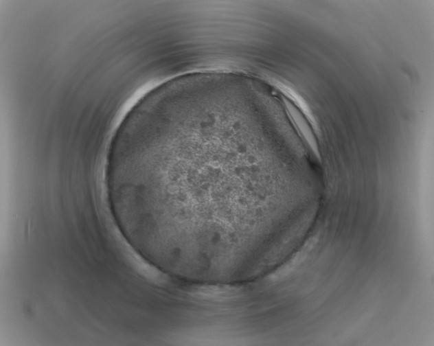 X0000113861091200910081701