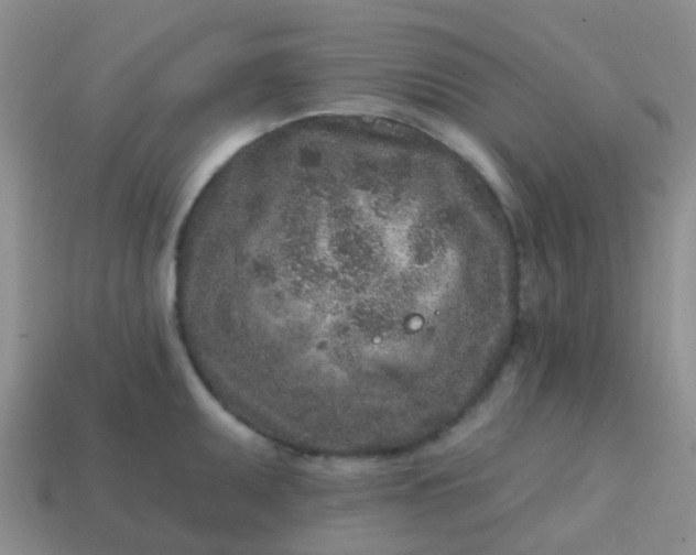 X0000113861095200910081701