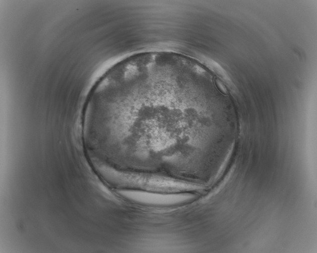 X0000113861184200910081700