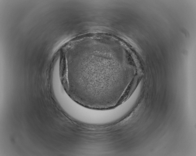 X0000113861261200910081659