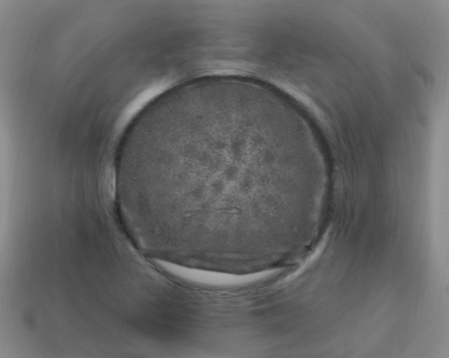 X0000113861317200910081658
