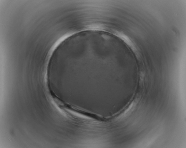 X0000113861331200910081658