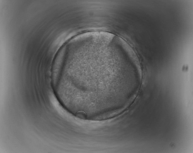 X0000113860002200910151247