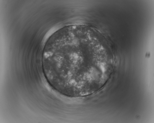 X0000113860004200910151247