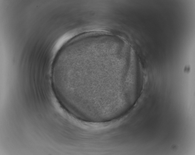 X0000113860006200910151247
