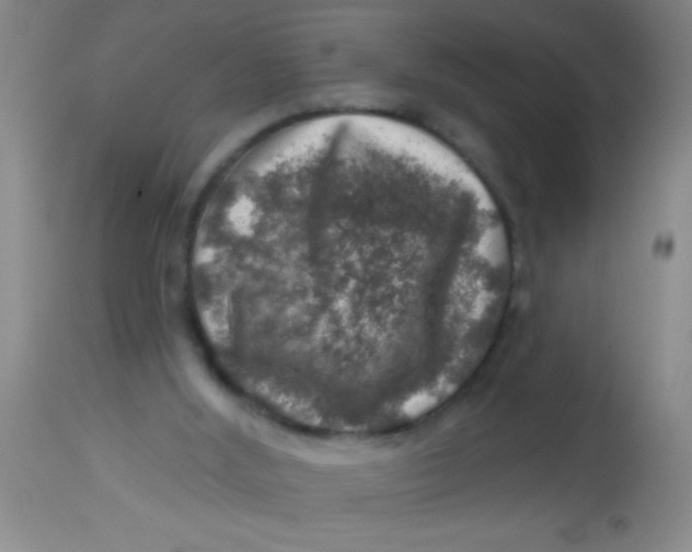 X0000113860012200910151247