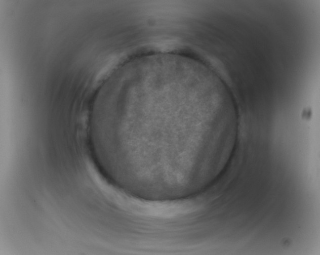 X0000113860018200910151247