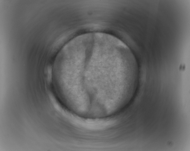 X0000113860022200910151247
