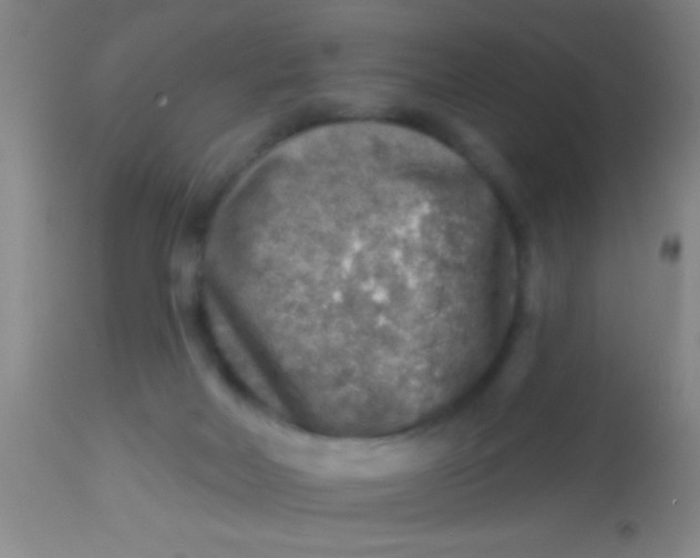 X0000113860026200910151247