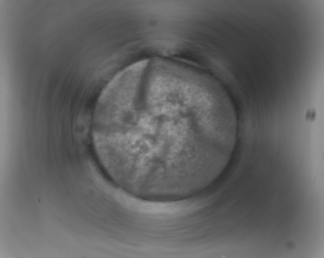 X0000113860030200910151247