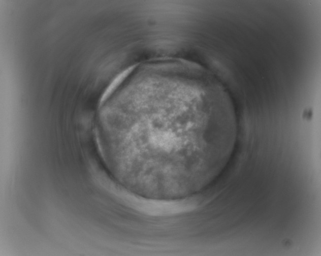 X0000113860034200910151247