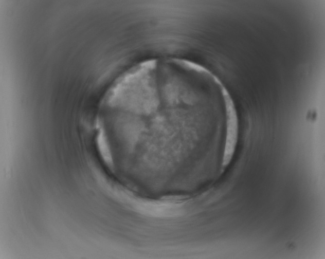 X0000113860040200910151247