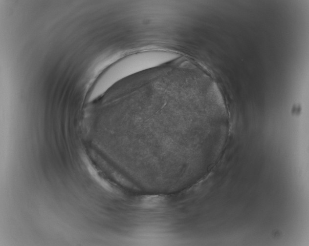 X0000113860050200910151246