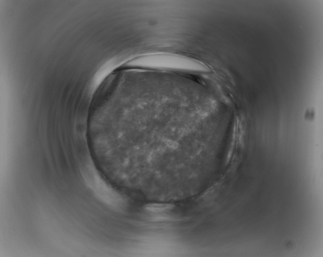 X0000113860051200910151246