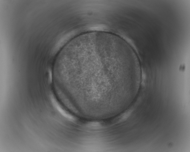 X0000113860061200910151246